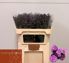 Aster Astee Mini Baby Pink 70cm 20gr.