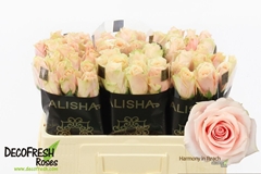 Rosa Harmony Peach 50cm
