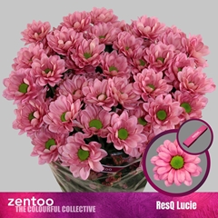 Chrysanth Spray Resq Lucie 70cm 75gr.