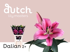 Lily Oriental Dalian 80cm 2+