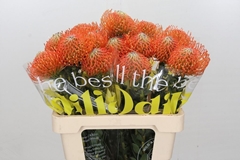 Leucospermum Ayoba Orange 40cm