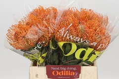 Leucospermum Ayoba Mandarin Zest 40cm