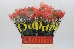 Leucospermum Ayoba Pink 40cm