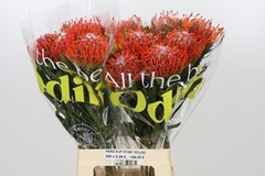 Leucospermum Tango 70cm