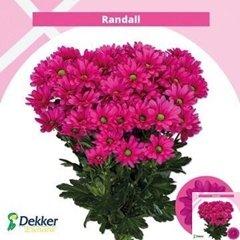 Chrysanth Spray Randall 70cm 85gr.