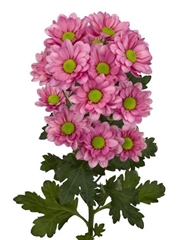 Chrysanth Spray Resq Lucie 70cm 85gr.