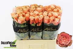 Rosa Kahala Bb 60cm