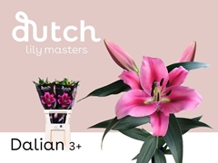 Lily Oriental Dalian 85cm 3+