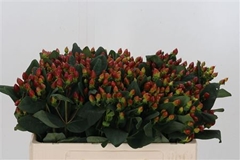 Hypericum Pacific Bronze 52cm