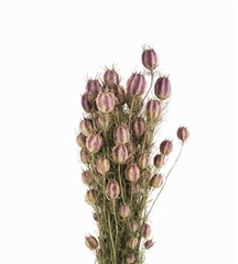 Nigella Natural Per Bunch 50cm