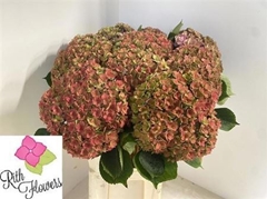 Hydrangea Royal Anastasia Classic 80cm 22-24cm Hd