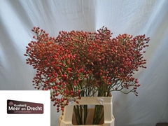 Rosa Magical Orange Cascade 70cm