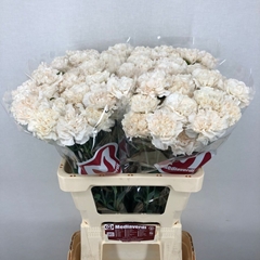 Dianthus Single Moon Golem 60cm