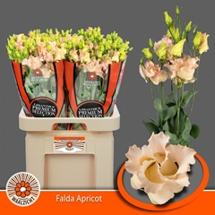Eustoma Single Falda Apricot 70cm