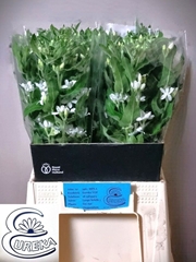 Oxypetalum Coeruleum Alba 50cm