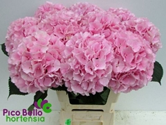 Hydrangea Verena 60cm 16-18cm Hd