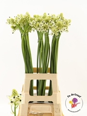 Ornithogalum Saundersiae 80cm