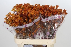 Anigozanthos Orange 80cm