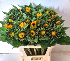 Helianthus Sunrich Orange 85cm