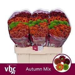 Chrysanth Santini Mix 55cm 44gr.