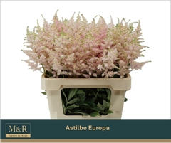 Astilbe Europa 60cm