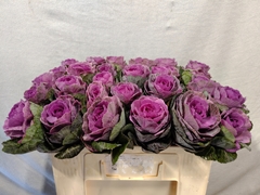 Brassica Condor Red 50cm