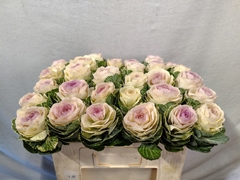 Brassica Condor White 50cm
