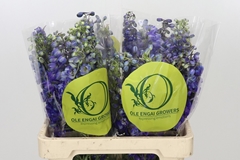 Delphinium Single Black Knight 60cm