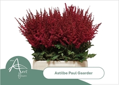 Astilbe Paul Gäarder 45cm