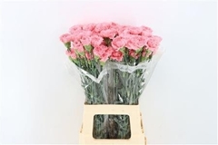 Dianthus Single Corvette 70cm