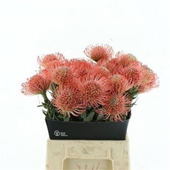 Leucospermum Ayoba Pink 40cm