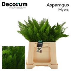 Asparagus Densiflorus Myers 40cm