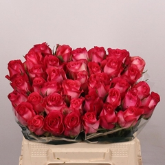 Rosa Nicoletta 35cm