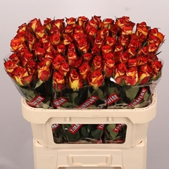 Rosa High & Magic 70cm