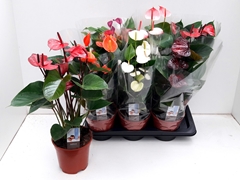 Anthurium Mix 6 Colors 17Ø 55cm