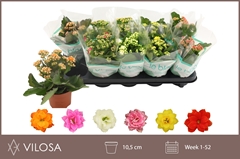 Kalanchoe Double Mix 10Ø 22cm