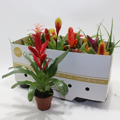 Bromelia Mix 10Ø 25cm