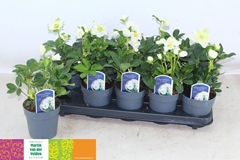 Helleborus Christmas Carol 12Ø 30cm