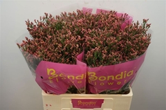 Limonium Sinense Max Diamond 65cm 30gr.
