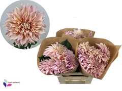 Dahlia Café Au Lait 70cm