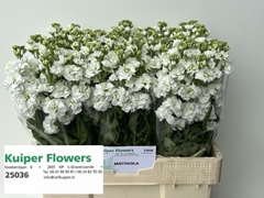 Matthiola Phantom White 55cm
