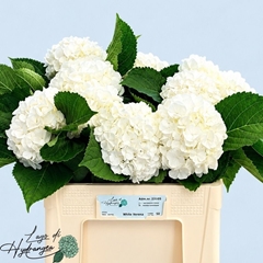 Hydrangea White Verena 50cm 14-16cm Hd
