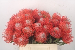 Leucospermum Tango 40cm