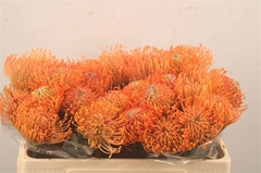 Leucospermum Ayoba Mandarin Zest 50cm