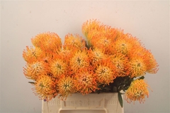 Leucospermum Ayoba Sun 40cm
