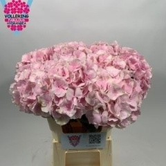 Hydrangea Verena 60cm 18-20cm Hd