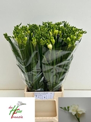 Freesia Double Versailles 50cm 20gr.