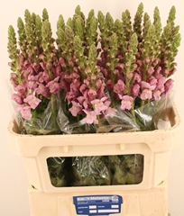 Antirrhinum Potomac Lavender 80cm
