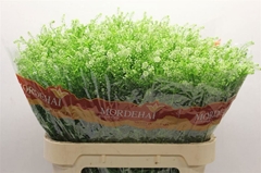 Lepidium Ruderale Green Bell 80cm 25gr.