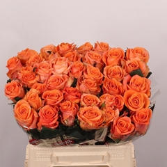 Rosa On Fire 40cm